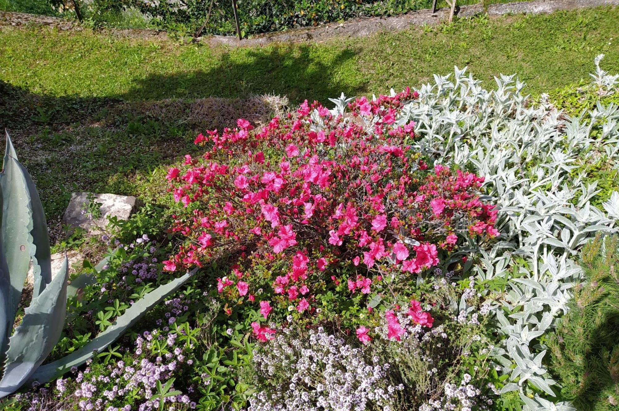 Il Bogno B&B Lierna Exteriör bild
